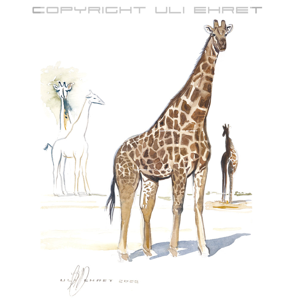 #1016 Taureau Girafe