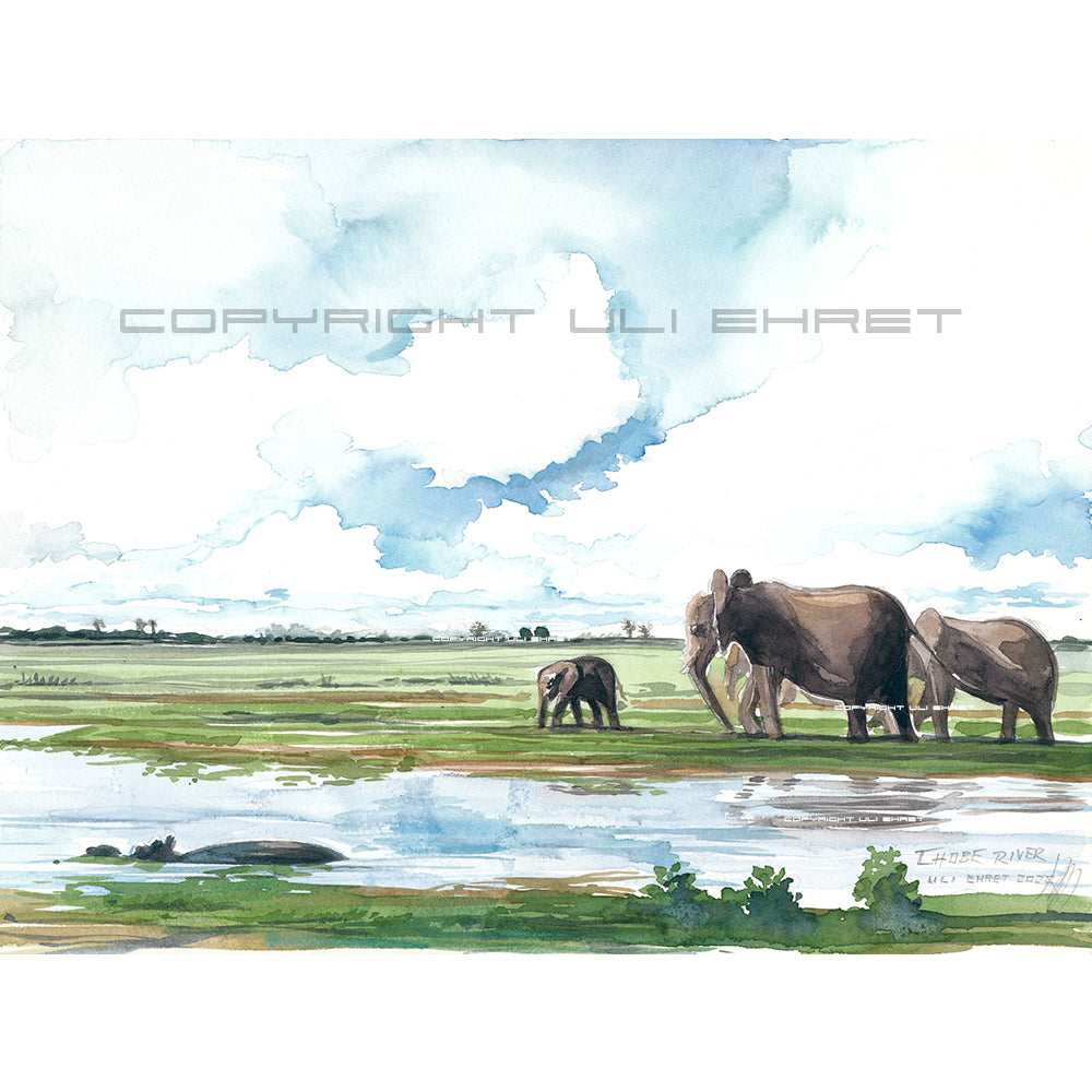 #1017 Rivière Chobe