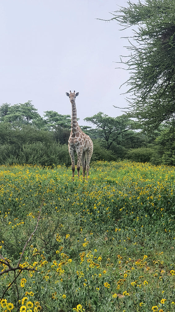 L1001 Jeune girafe dans un champ de fleurs