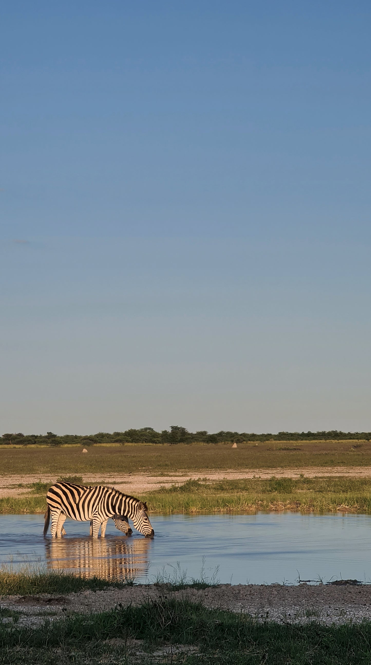 L1002 Zèbre à l'abreuvoir - Nxai Pan, Botswana