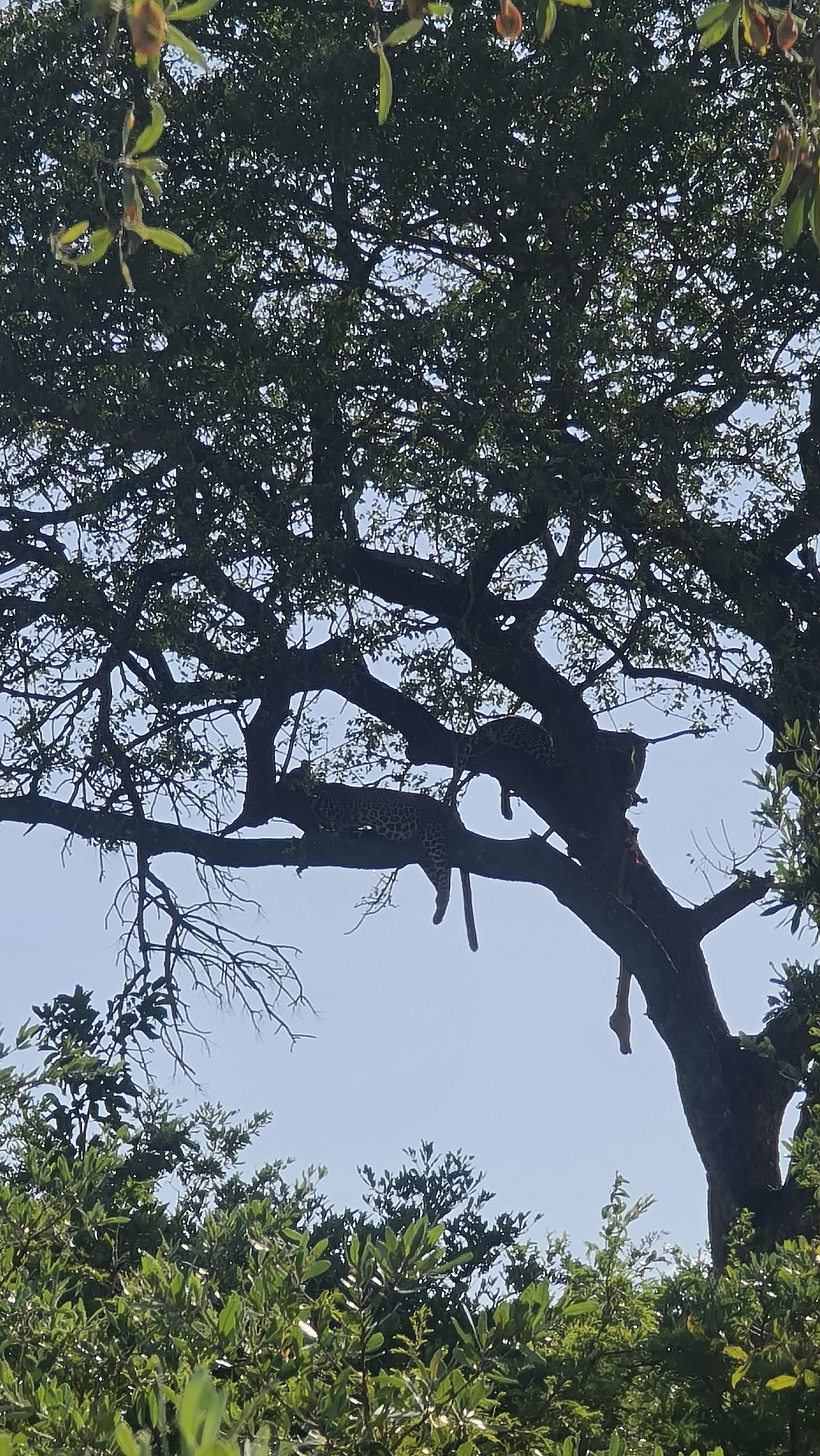 L1004 Léopards dans le parc national Kruger