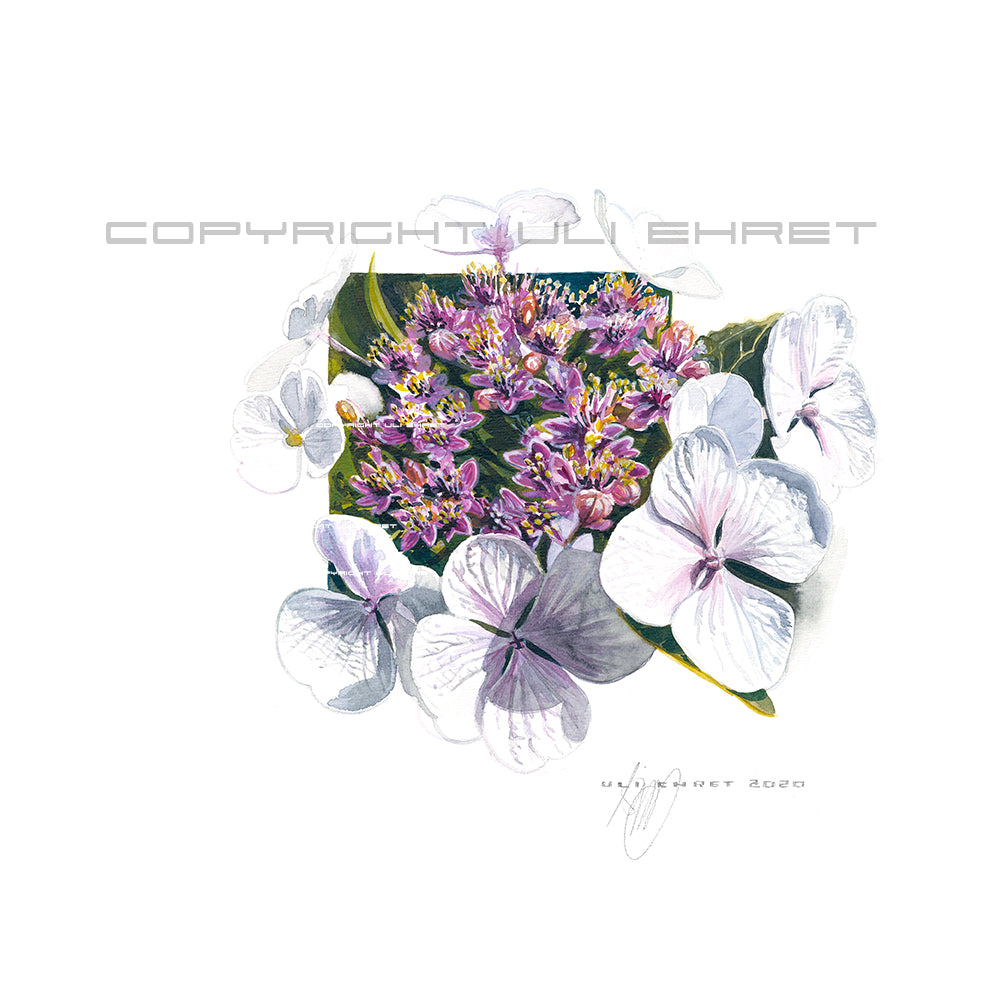 #0891 Hortensia