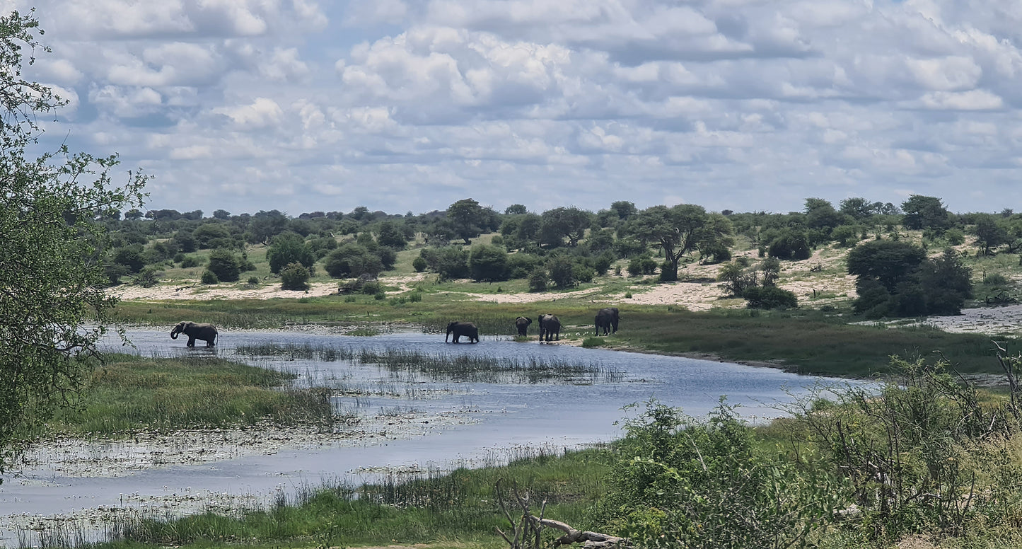 L1003 Éléphants à la rivière Boteti, Botswana