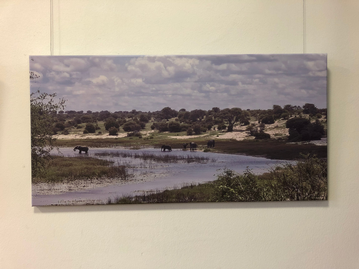 L1003 Éléphants à la rivière Boteti, Botswana