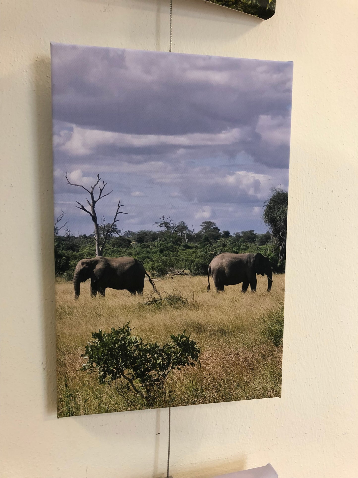 L1005 Deux éléphants dans le parc national Kruger