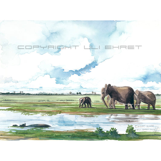 #1017 Rivière Chobe