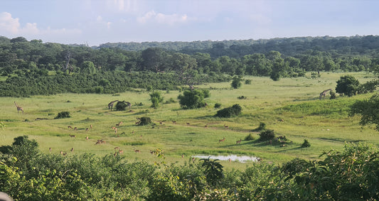 L1016 Parc national de Chobe