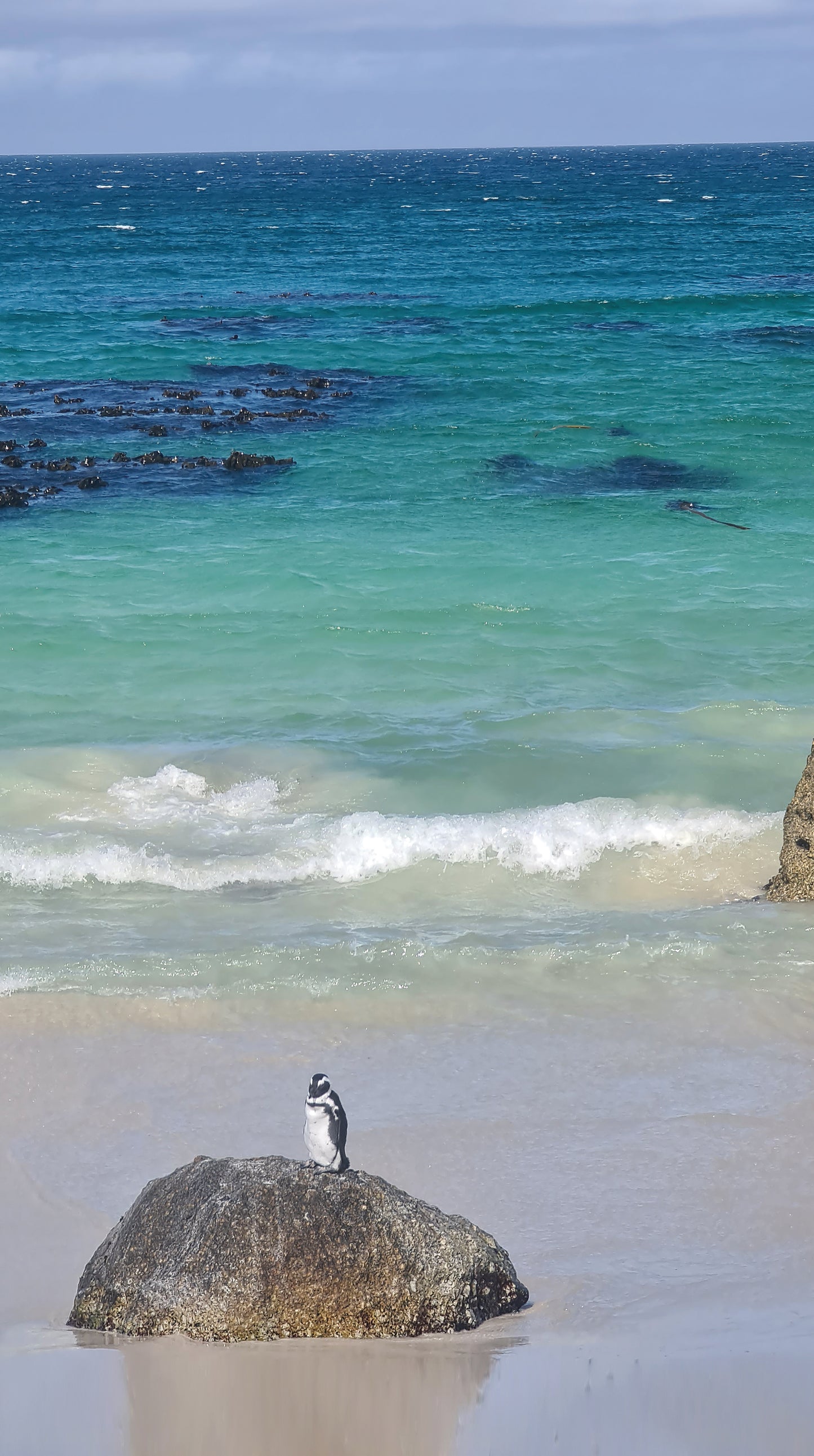 L1007 Penguin sur des rochers, près de Cape Town en Afrique du Sud