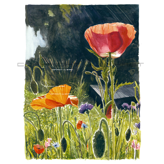 #0878 '8 heures le matin - Coquelicot' 