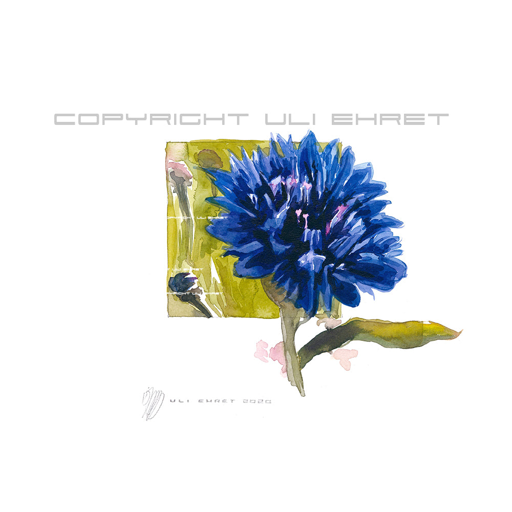 #0883 'Bleuet' ,bleuet bleu 