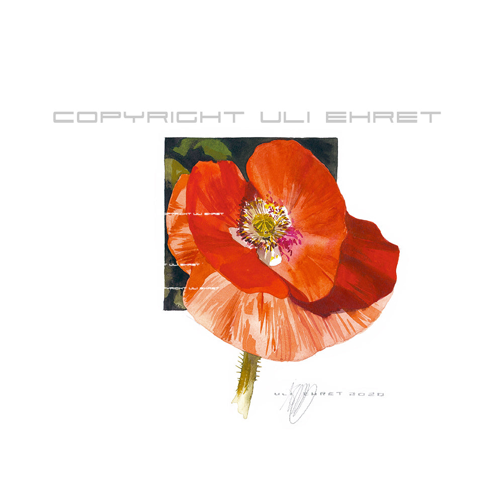 #0885 'Coqueliot - coeur blanc', coquelicot rouge au coeur blanc 