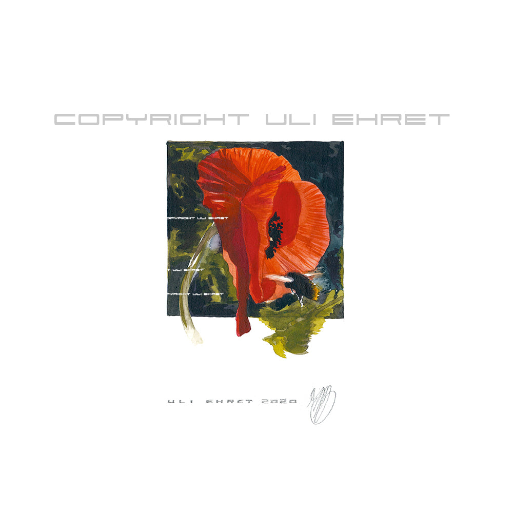 #0886 Coquelicot et Bourdon 