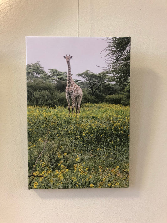 L1001 Jeune girafe dans un champ de fleurs