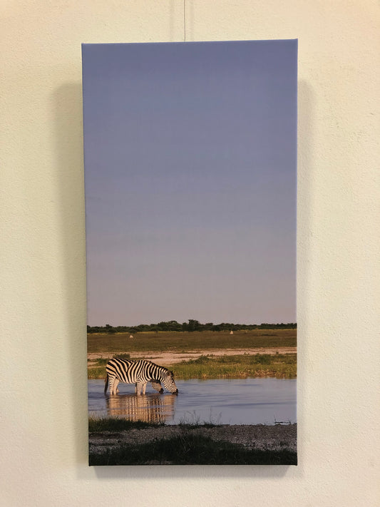 L1002 Zèbre à l'abreuvoir - Nxai Pan, Botswana