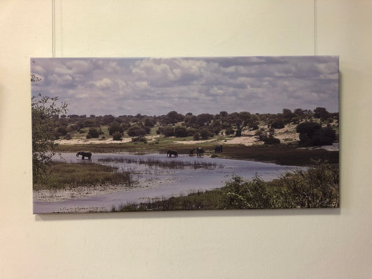 L1003 Éléphants à la rivière Boteti, Botswana