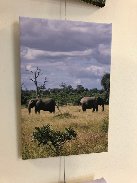 L1005 Deux éléphants dans le parc national Kruger