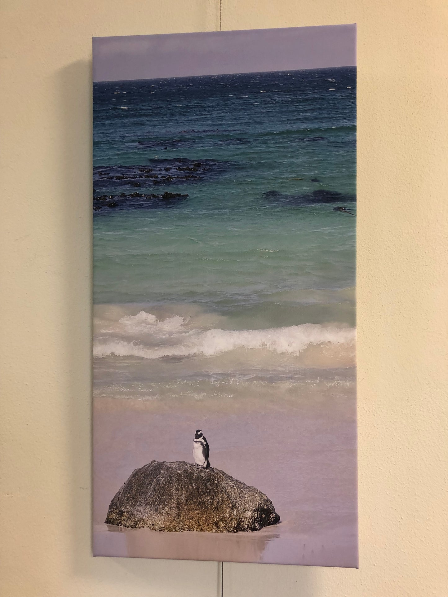 L1007 Penguin sur des rochers, près de Cape Town en Afrique du Sud