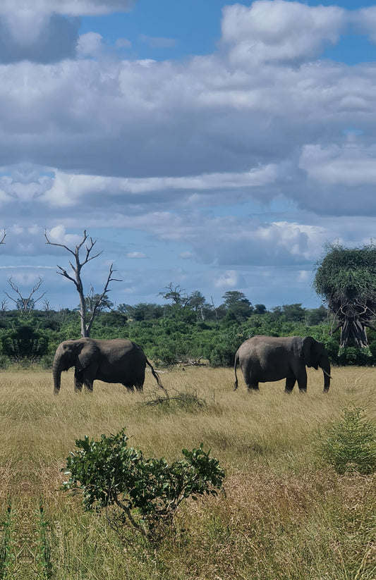 L1019 Deux éléphants dans le parc national Kruger