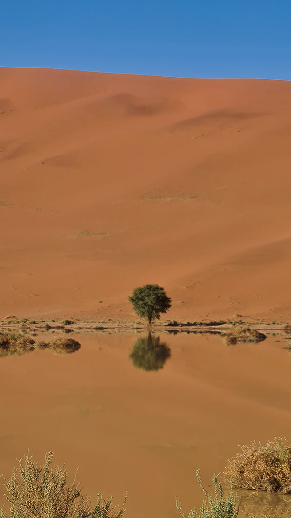 L1021 Petit arbre reflété dans le lac du désert