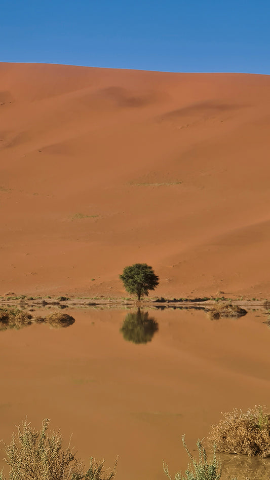 L1021 Petit arbre reflété dans le lac du désert