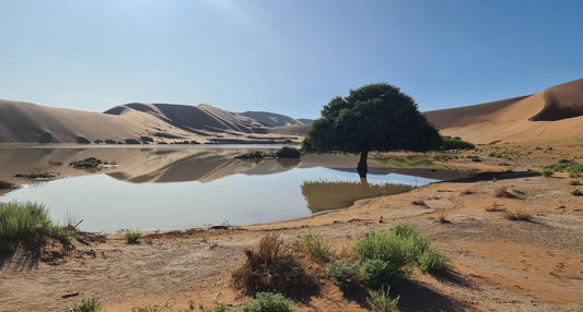 L1022 Arbre au bord du lac dans la vallée de Sossusvlei